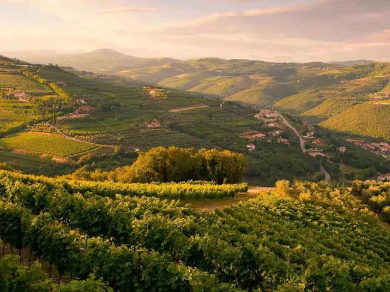 Das Rotwein-Sortiment des Rebguts Borghetti Giampiero aus Venetien, erhältlich bei Vinum Divinum.