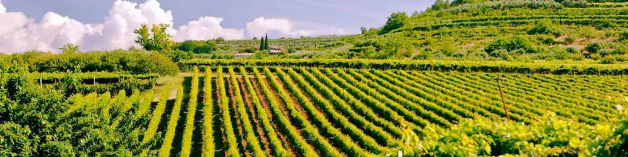 Karussellbilder der Weinberge von Borghetti.