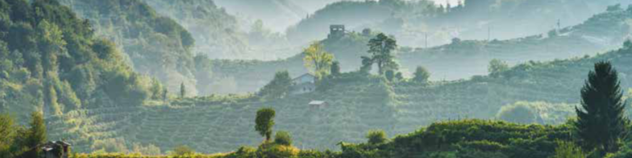 Immagine a carosello dei vigneti di Ciodet in un'atmosfera di nebbia.