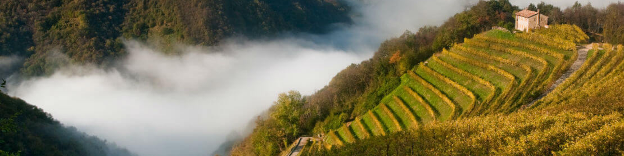 Immagine a carosello dei vigneti di Ciodet.