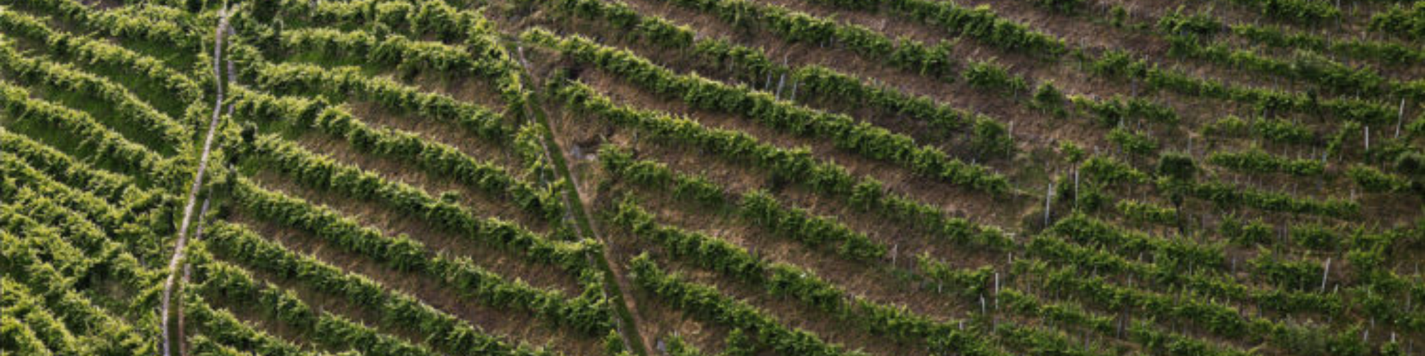 Immagine a carosello dei vigneti di Ciodet.