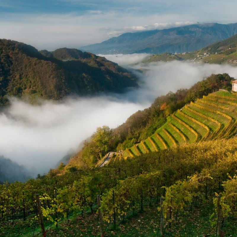 L'assortimento della cantina Ciodet in Veneto con Prosecco da uve Glera, disponibile presso Vinum Divinum.