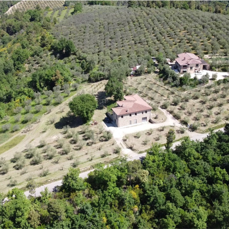 Gli uliveti della Fattoria del Colle e l'assortimento di olio extra vergine di oliva (EVO) spremuto a freddo, non filtrato e con marchio DOP dell'Umbria, disponibile presso Vinum Divinum.