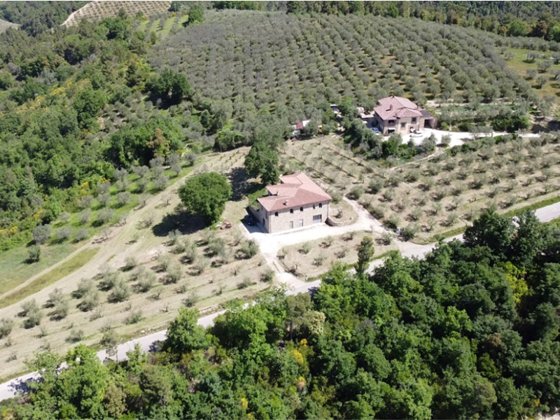 Gli oliveti della Fattoria del Colle e l'assortimento di olio d'oliva extra vergine (EVO) spremuto a freddo, non filtrato e con marchio DOP dall'Umbria, disponibile presso Vinum Divinum.