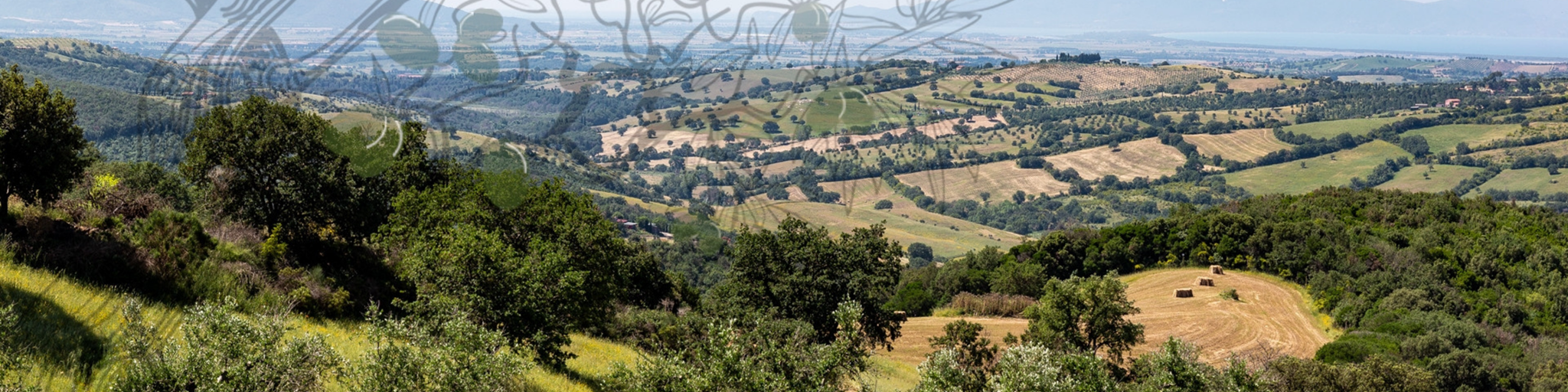 Un'immagine panoramica del frantoio San Luigi.