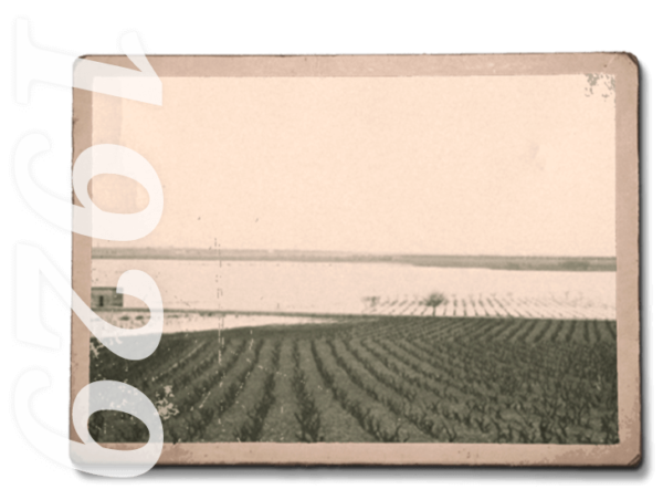 Candido Francesco Azienda Vinicola
