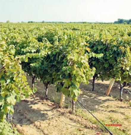 Candido Francesco Azienda Vinicola