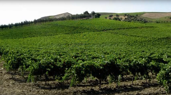 Candido Francesco Weinberge