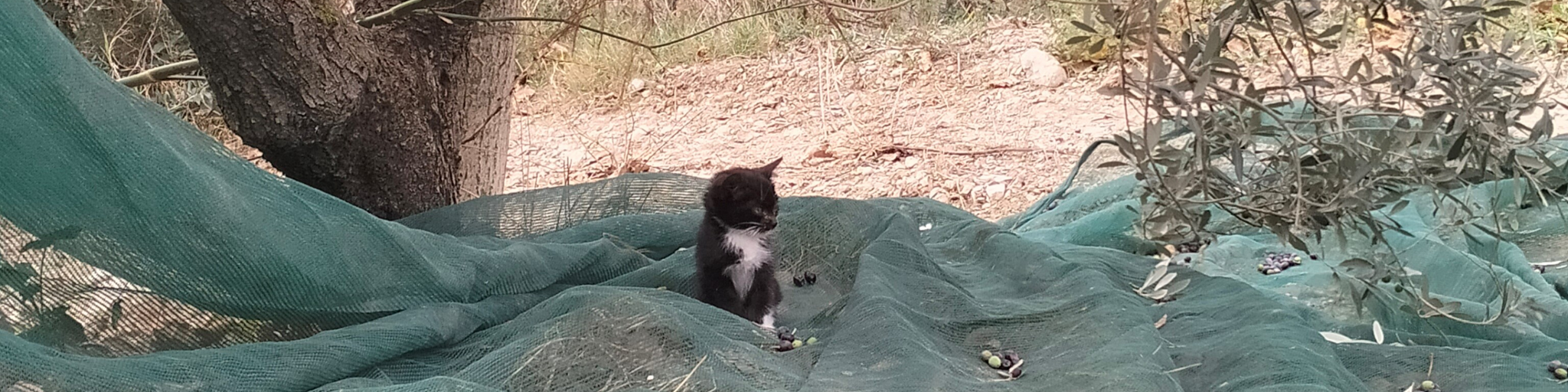 Immagini carosello della raccolta presso Temperoni, dove un gatto aiuta con il lavoro.