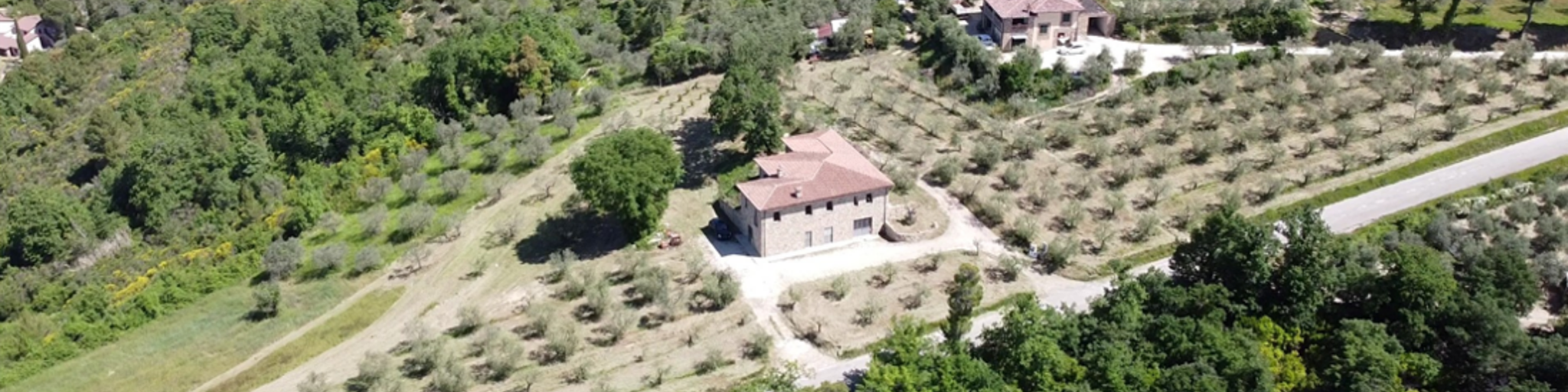 Immagini carosello degli oliveti di Temperoni a volo d'uccello, che mostrano le vaste piantagioni.