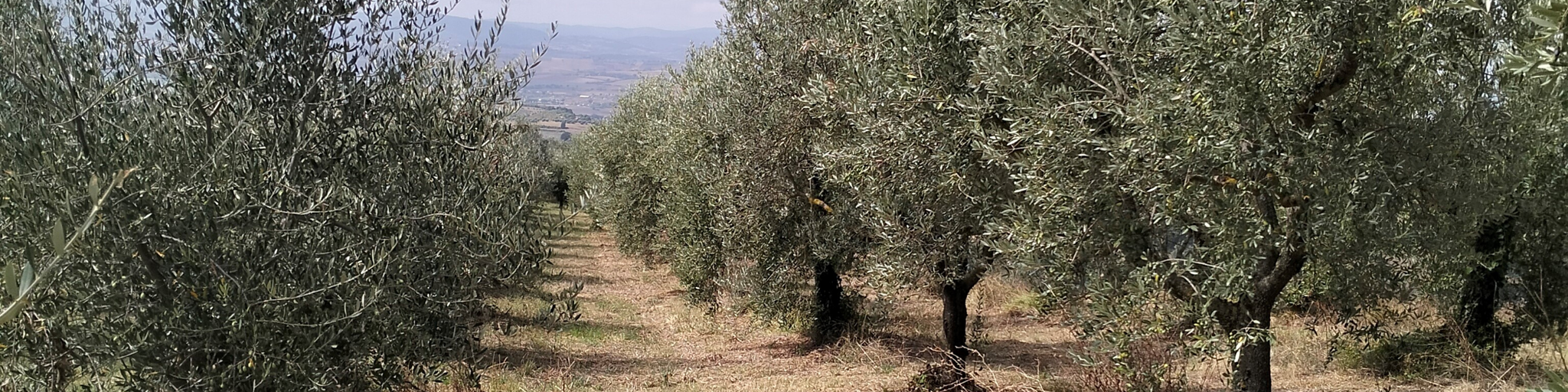 Immagini carosello degli oliveti di Temperoni, che mostrano i paesaggi della coltivazione delle olive.