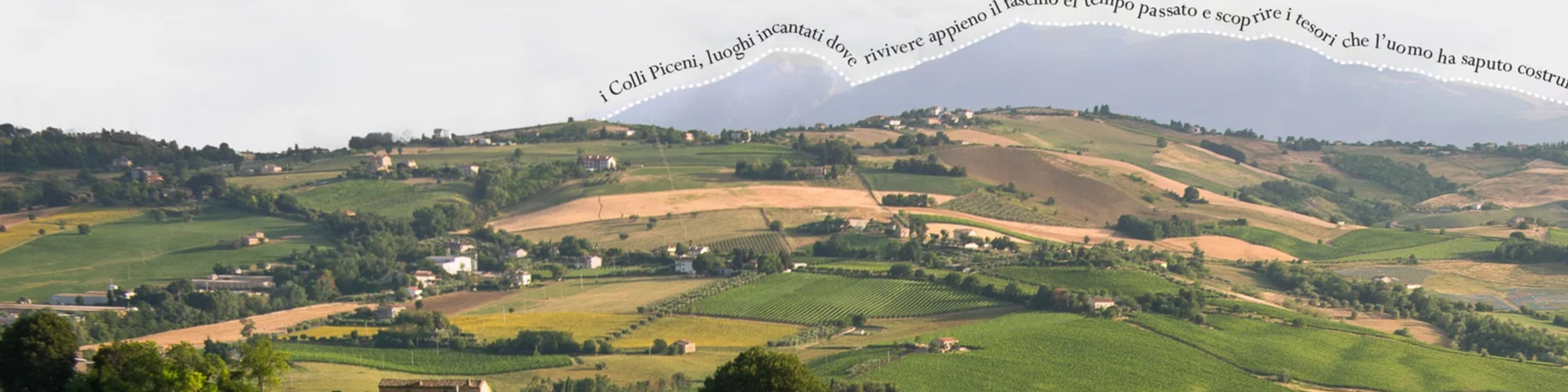 Un'immagine a carosello della Tenuta Santori con impressioni atmosferiche dell'azienda vinicola.