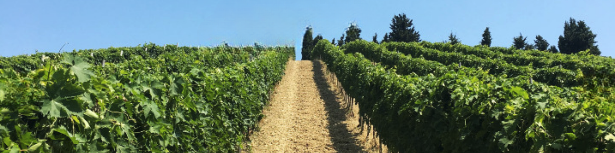 Un'immagine a carosello della Tenuta Santori con impressioni atmosferiche dell'azienda vinicola.