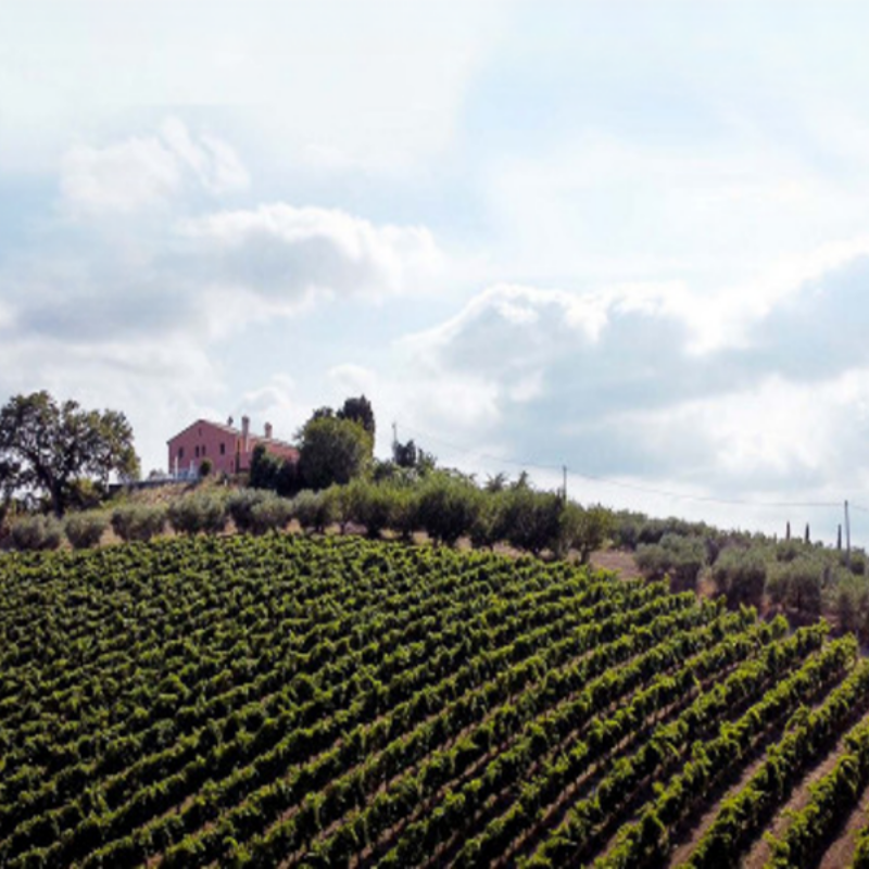 Impressioni della Tenuta Santori, un'azienda vitivinicola biologica delle Marche (Slow Wine), con una selezione di vini rossi, bianchi e spumanti, disponibile presso Vinum Divinum.