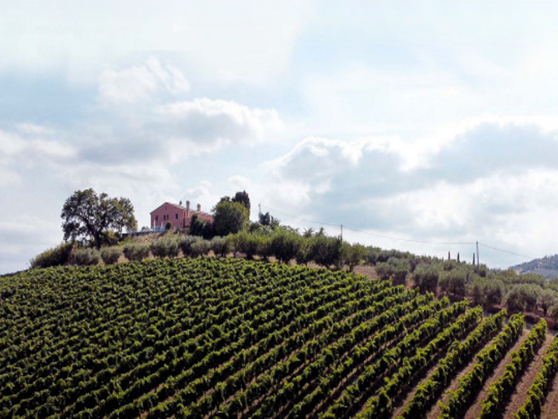 Impressionen der Tenuta Santori, ein Bio-Weingut aus den Marken (Slow Wine), mit einer Auswahl an Rotwein, Weisswein und Schaumwein, erhältlich bei Vinum Divinum.